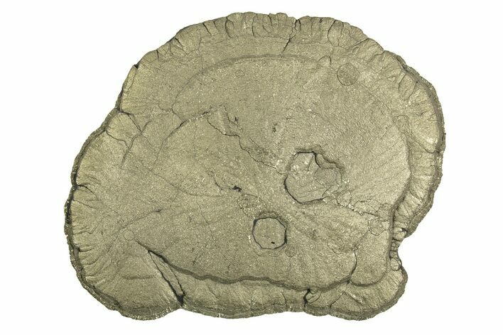 Pyrite Sun - Sparta, Illinois #315955